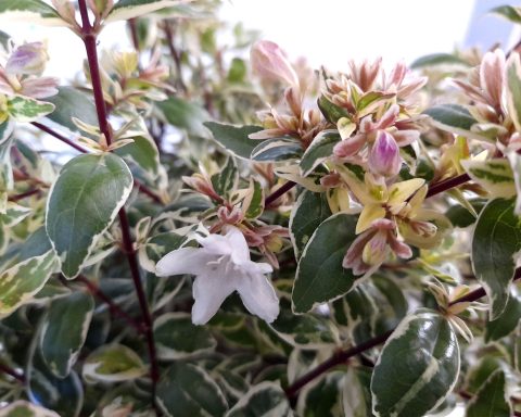 Abelia Sparklin Silver