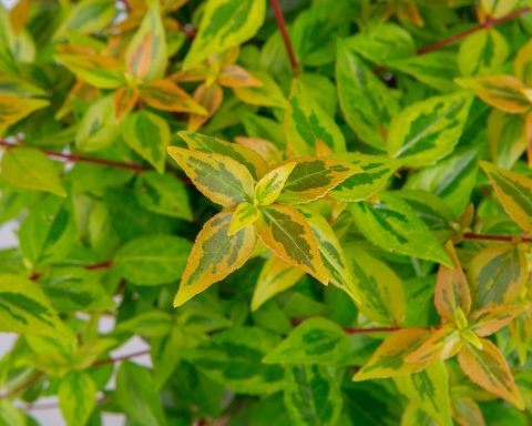 Abelia Kaleidoskope