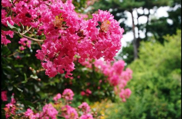 Lagerstroemia en Flor