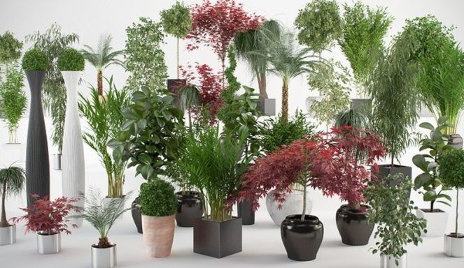 Plantas de interior 