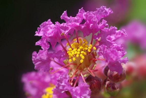 Lagerstroemia indica