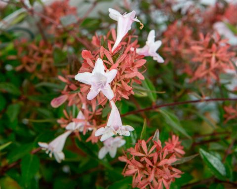 Abelia grandiflora