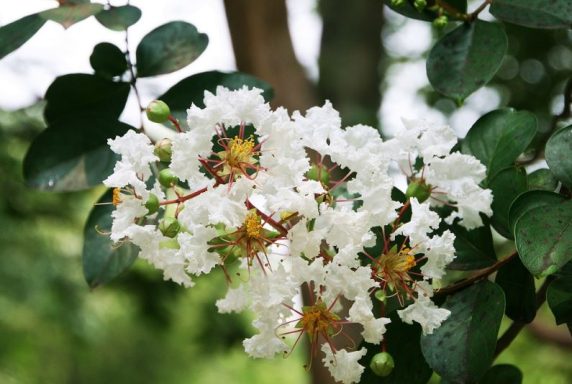 Lagerstroemia indica