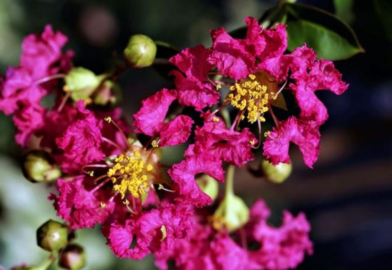 Lagerstroemia indica