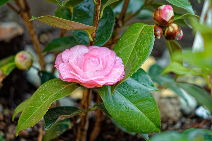 Camelia Japonica