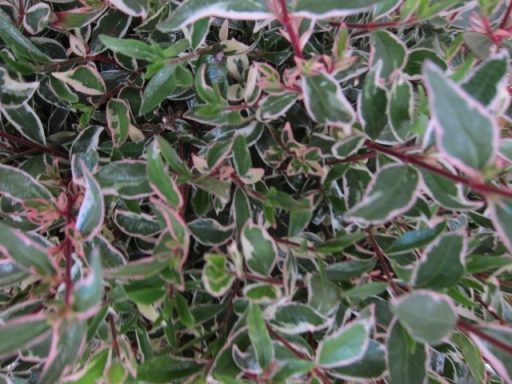 Abelia variegata