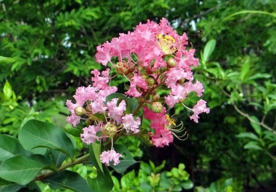 Lagerstroemia indica