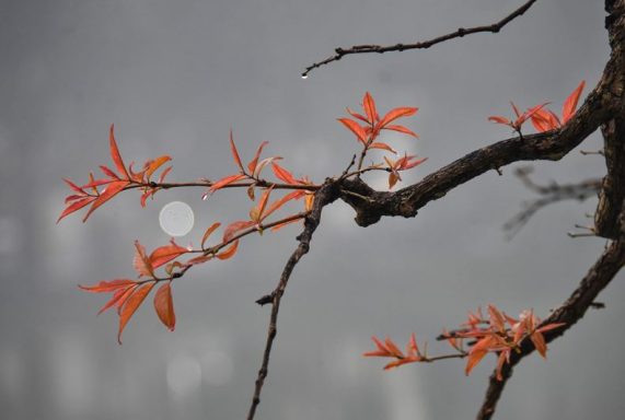 Lagerstroemia indica Otoño