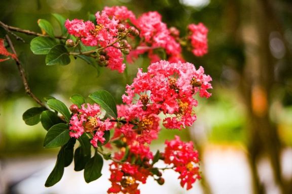 Lagerstroemia indica