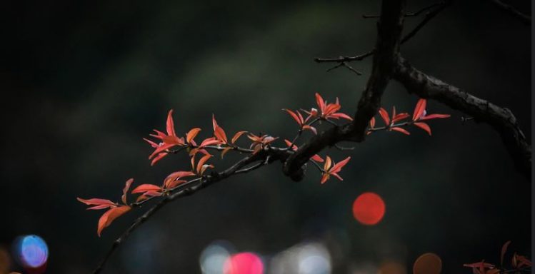 Lagerstroemia indica Otoño