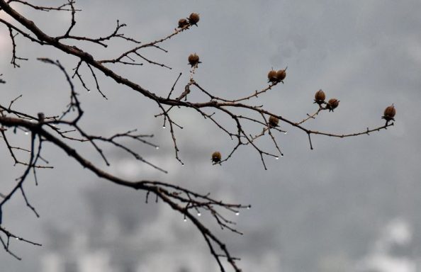 Lagerstroemia indica invierno