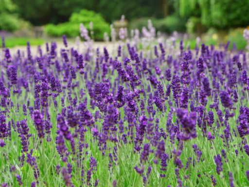 Lavandula Latifolia