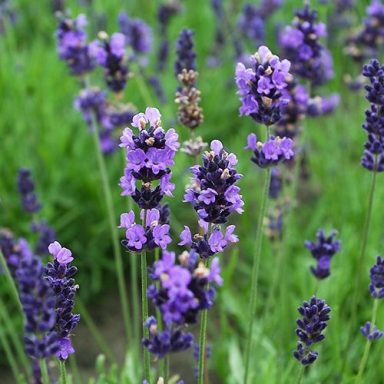 Lavanda angustifolia