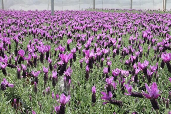 Lavandula Stoechas